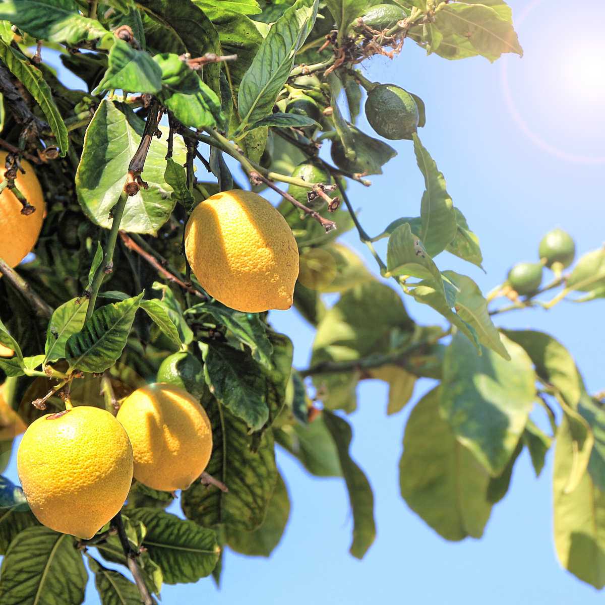 Bundles - Immunity Gummie Pack Multiflora