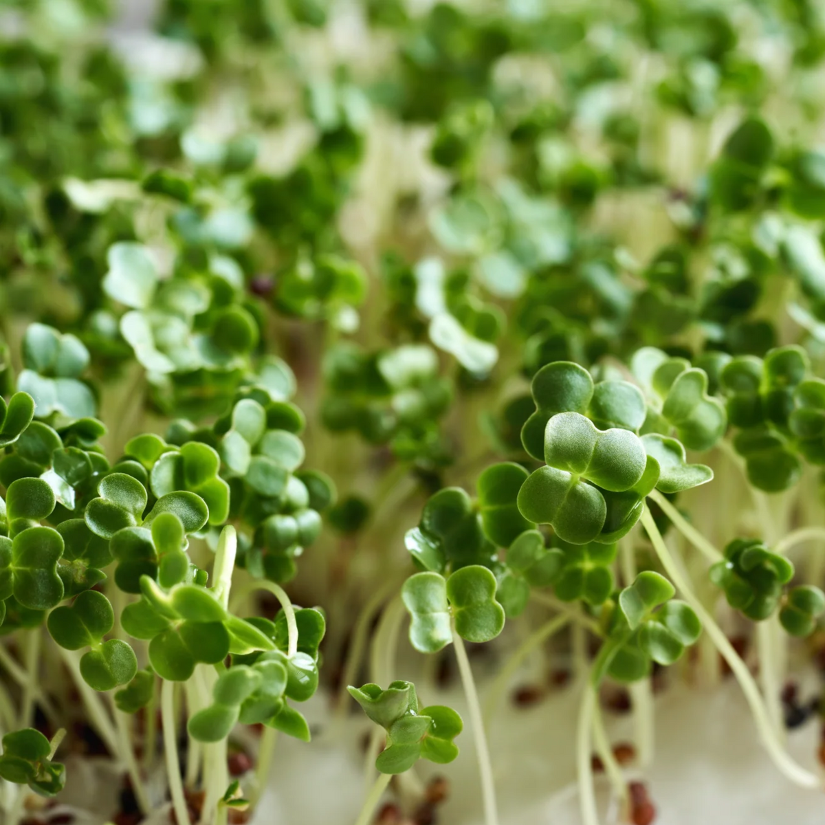 Matakana Superfoods - Broccoli Sprout Powder - 100g