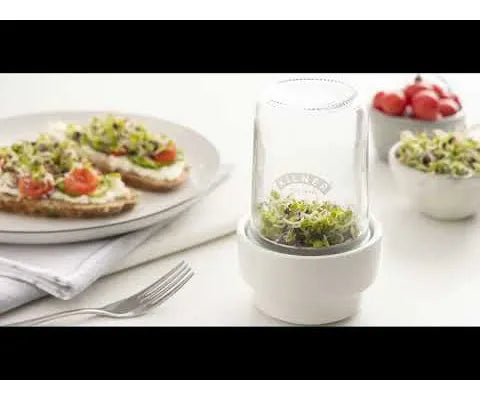 White container with sprouts on a table with food in the background