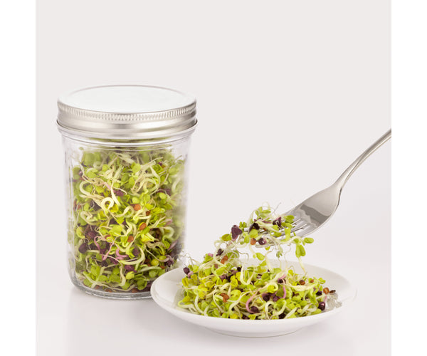 Kilner Sprouting Set 500ml – Grow Fresh Organic Sprouts at Home