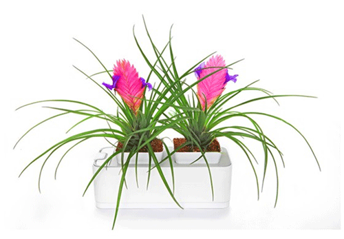 Biogrow - Mini Smart Garden (with FREE Coriander Seeds)