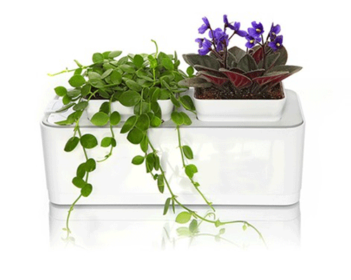 Biogrow - Mini Smart Garden (with FREE Coriander Seeds)
