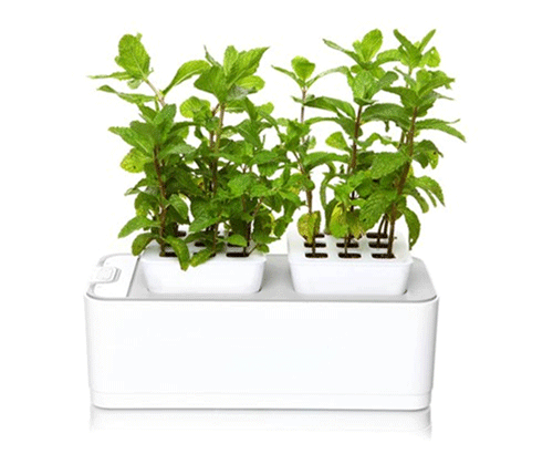 Biogrow - Mini Smart Garden (with FREE Coriander Seeds)