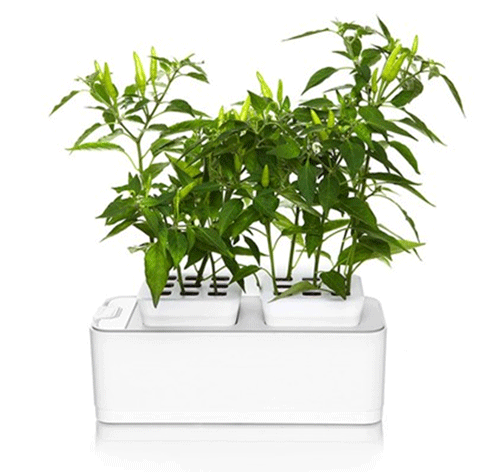 Biogrow - Mini Smart Garden (with FREE Coriander Seeds)