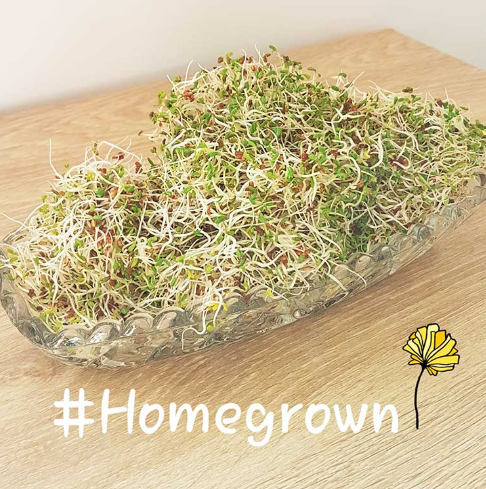 Goodlife - Sprouting Seeds - Alfalfa 100grm
