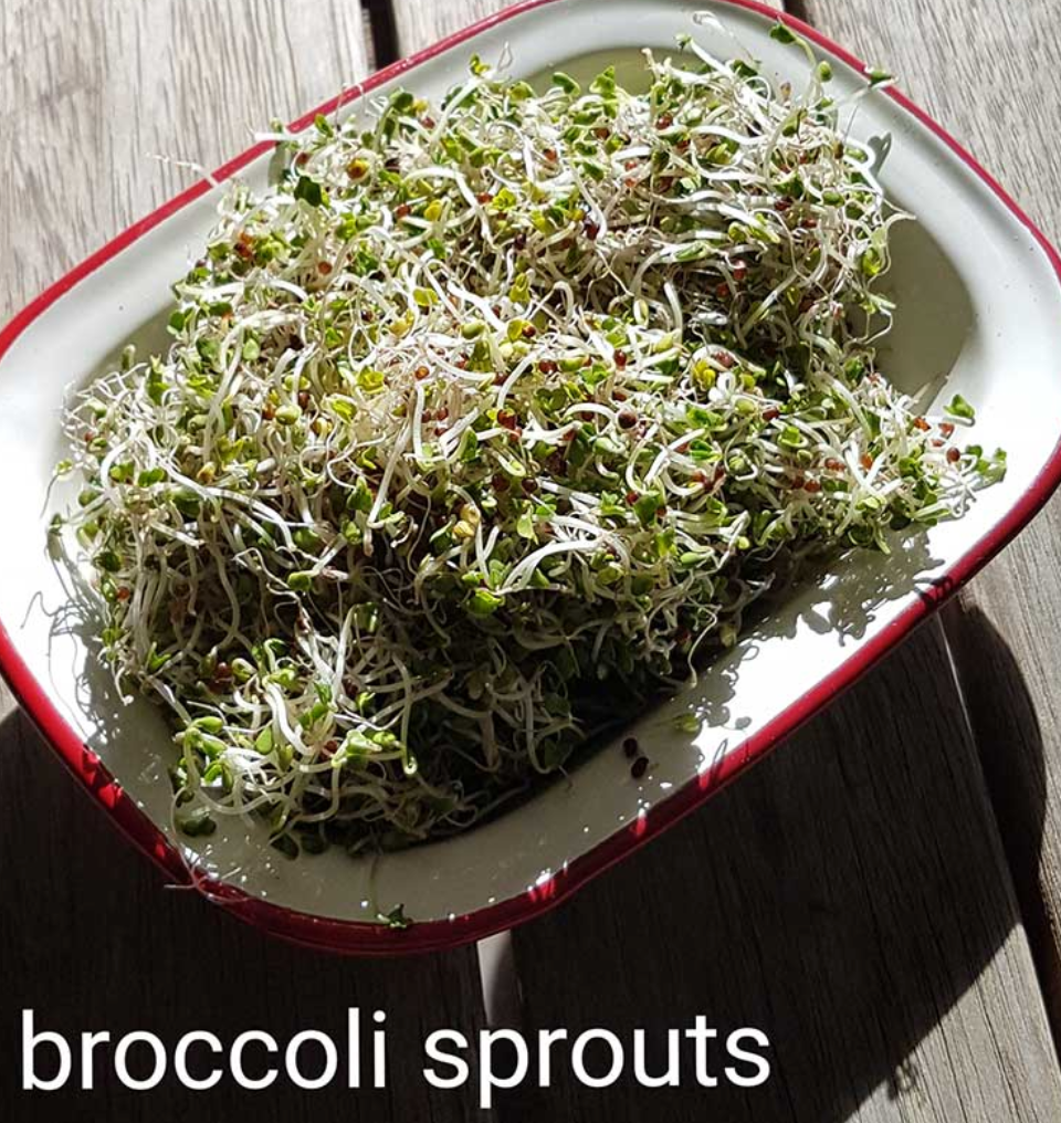 Goodlife - Sprouting Seeds - Broccoli 100grm