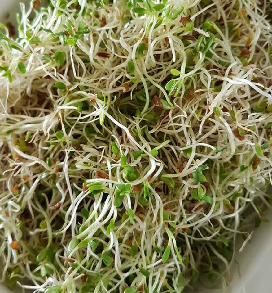 Goodlife - Sprouting Seeds - Zen 100grm