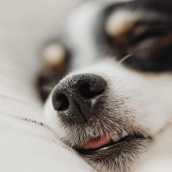 Life of Riley - Dog Balm