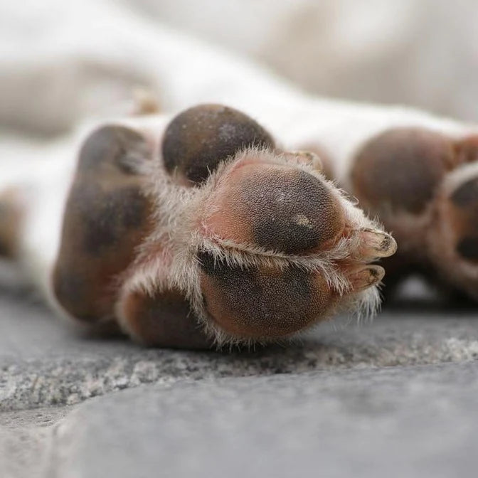 Life of Riley - Dog Balm