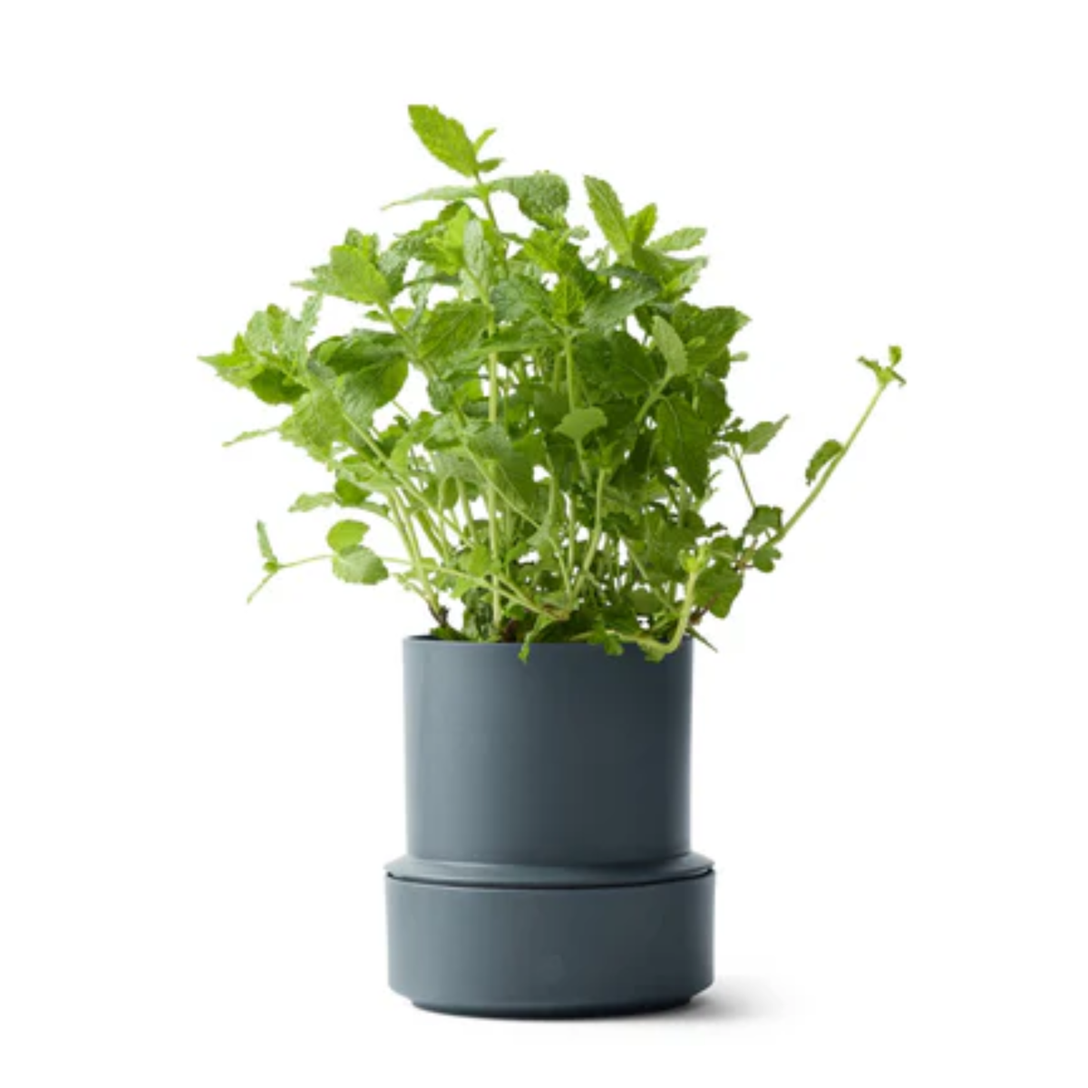 NEW: Crushgrind - Billund Self-Watering Pot - Blueberry (14x12cm)